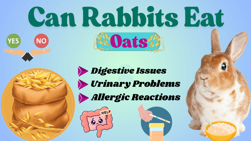 Can Rabbits Eat Oats and Oatmeal? A Complete Guide Can Rabbits Eat Oats and Oatmeal? A Complete Guide