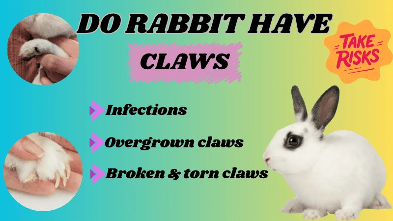 Do Rabbits Have Claws