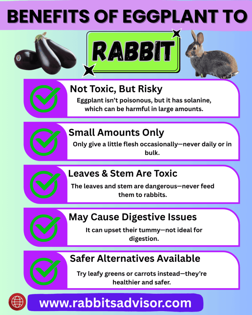 Benefits of Feeding Eggplant to Rabbit