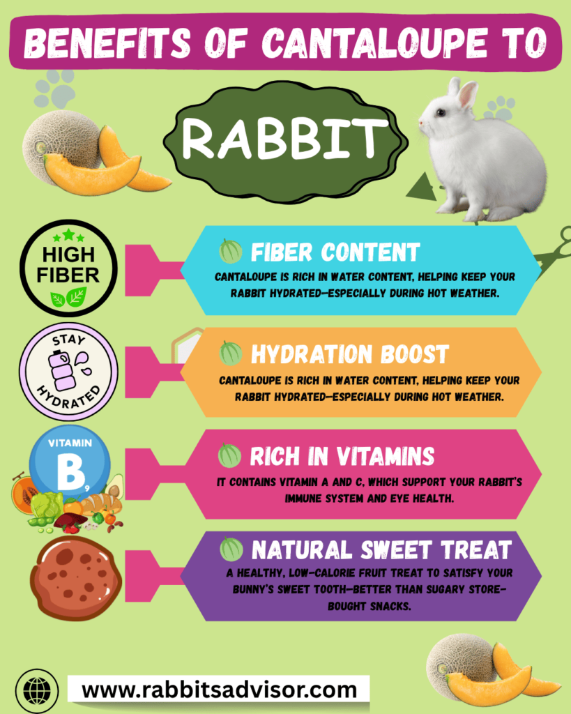Benefits of Giving Cantaloupe to Rabbit