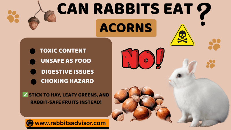Can Rabbits Eat Acorns