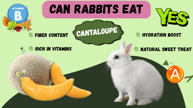 Can Rabbits Eat Cantaloupe