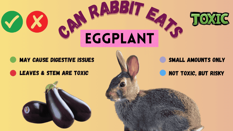 Can Rabbits Eat Eggplant