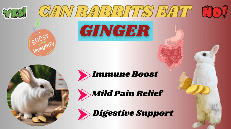 Can Rabbits Eat Ginger Root