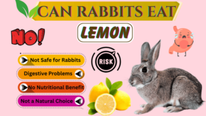 Can Rabbits Eat Bread? Is it Safe or Not – Complete Guide