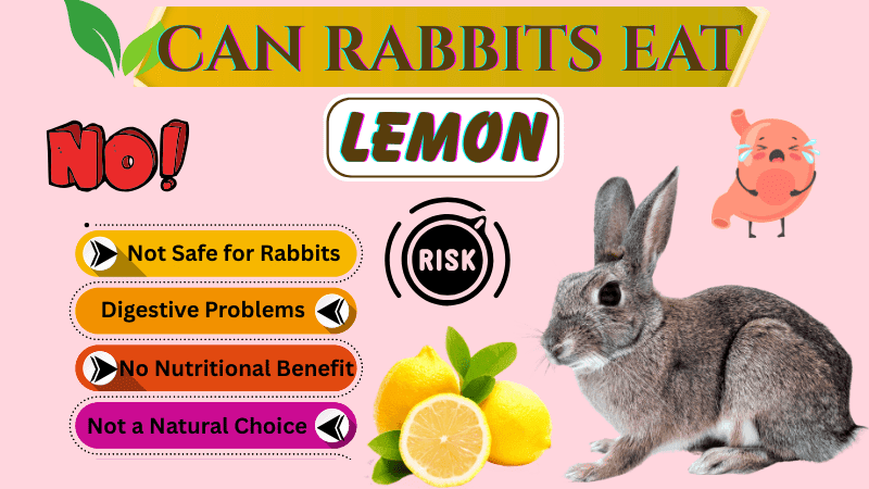Can Rabbits Eat Lemons (Balm, Skin, Leaves, & Peels)? Full Guide Can Rabbits Eat Lemons (Balm, Skin, Leaves, & Peels)? Full Guide