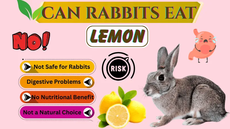Can Rabbits Eat Lemons