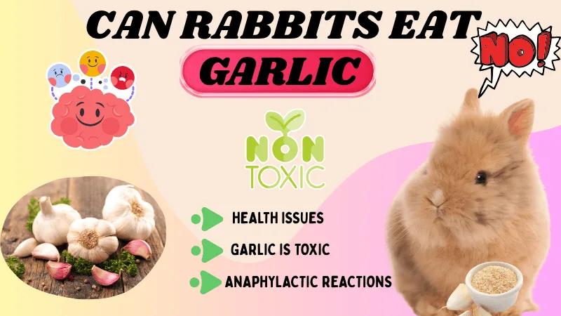 Can Rabbits Eat Garlic? Chives, Leaves, Powder, & Mustard