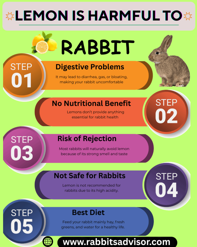risk of feeding lemon to rabbits