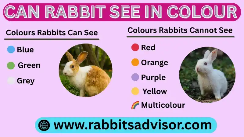 Can Rabbits See in Colour Like Humans Do? Facts & Myths