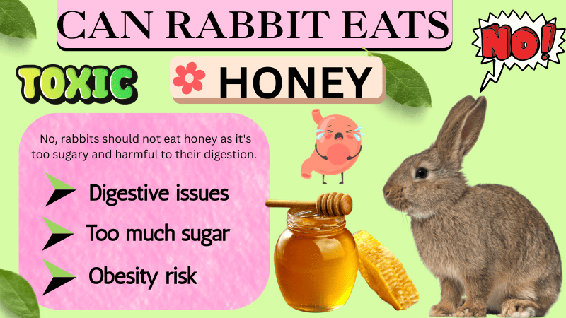 Can Rabbits Eat Honey
