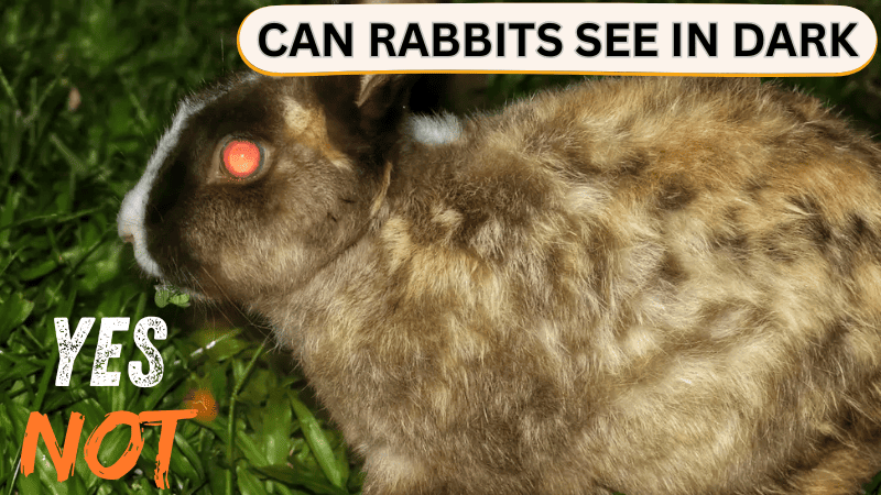 https://rabbitsadvisor.com/
