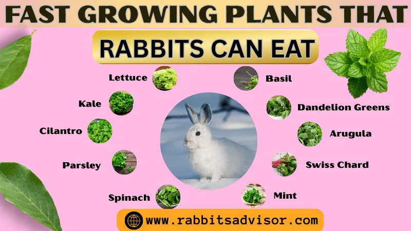 Fast Growing Plants That Rabbits Can Eat in Pots and Indoor
