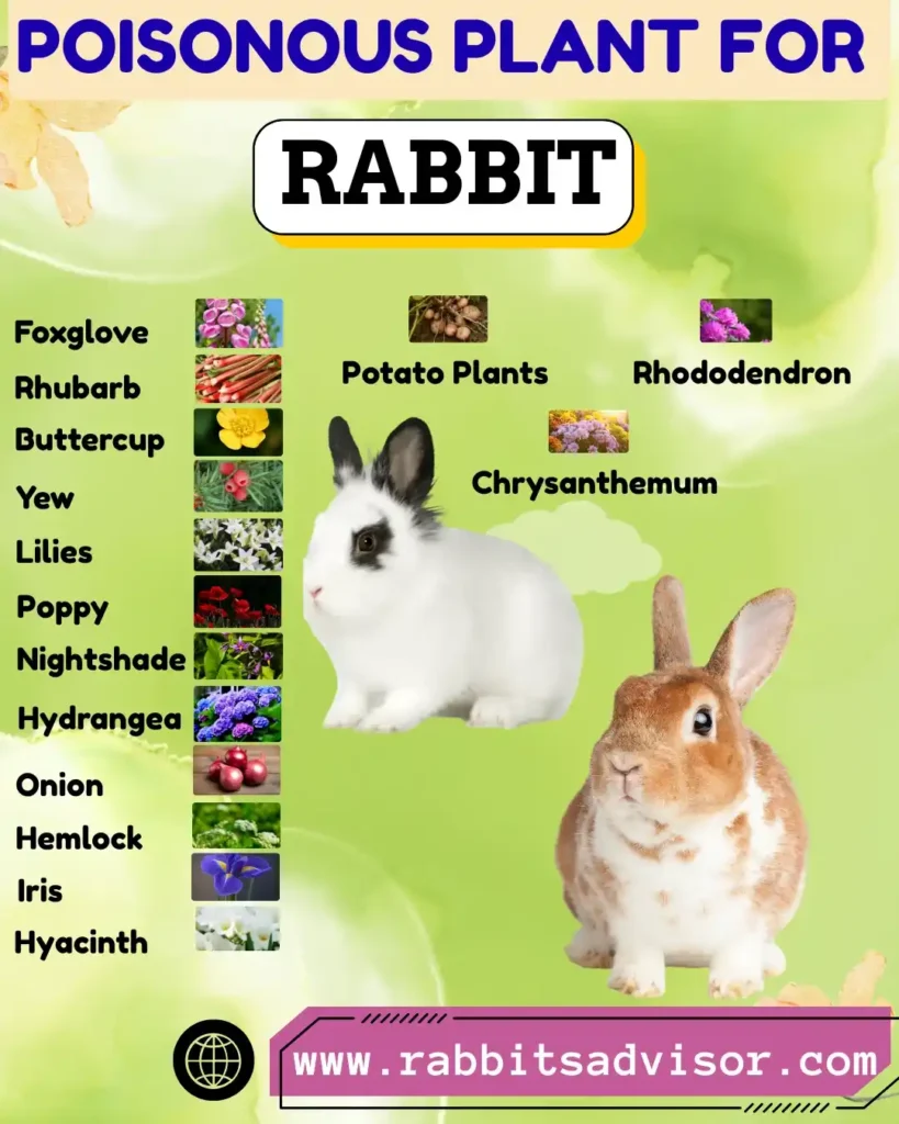 Poisonous Plants for Rabbits with Pictures