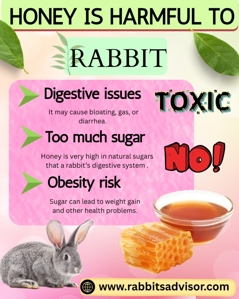 Risk of Overfeeding Honey to Rabbit