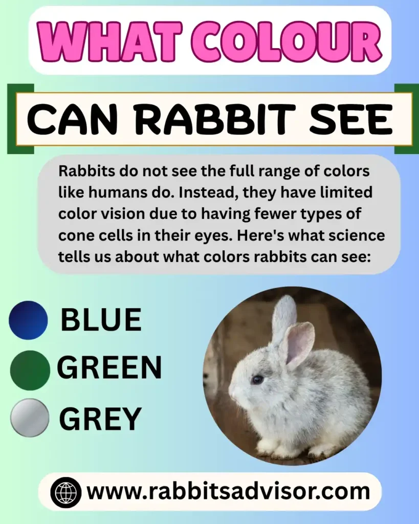 What Colors Can Rabbits See