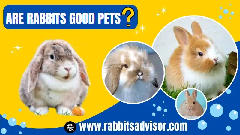 Are Rabbits Good Pets