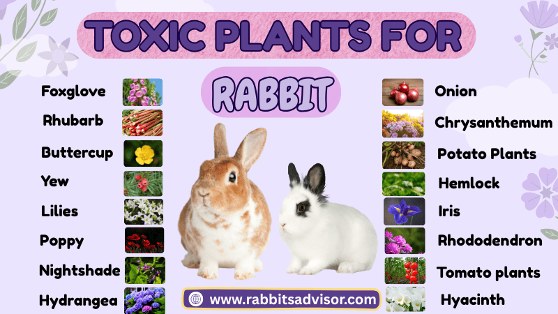 Toxic Plants for Rabbits