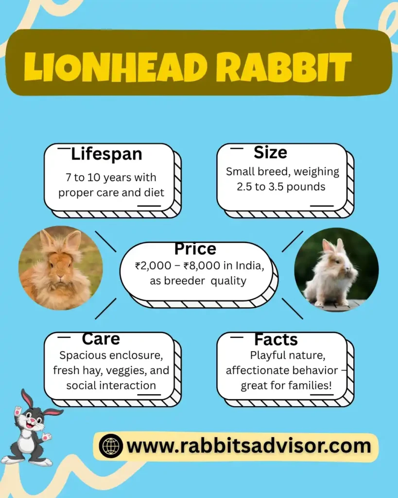 Lionhead Rabbit