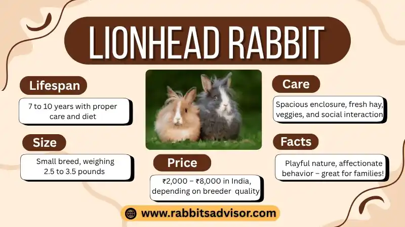 Lionhead Rabbit