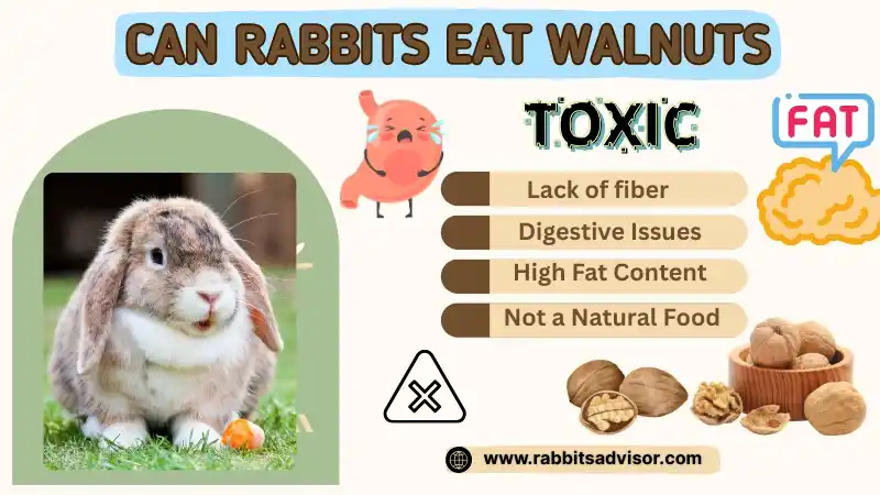 Can Rabbits Eat Walnuts