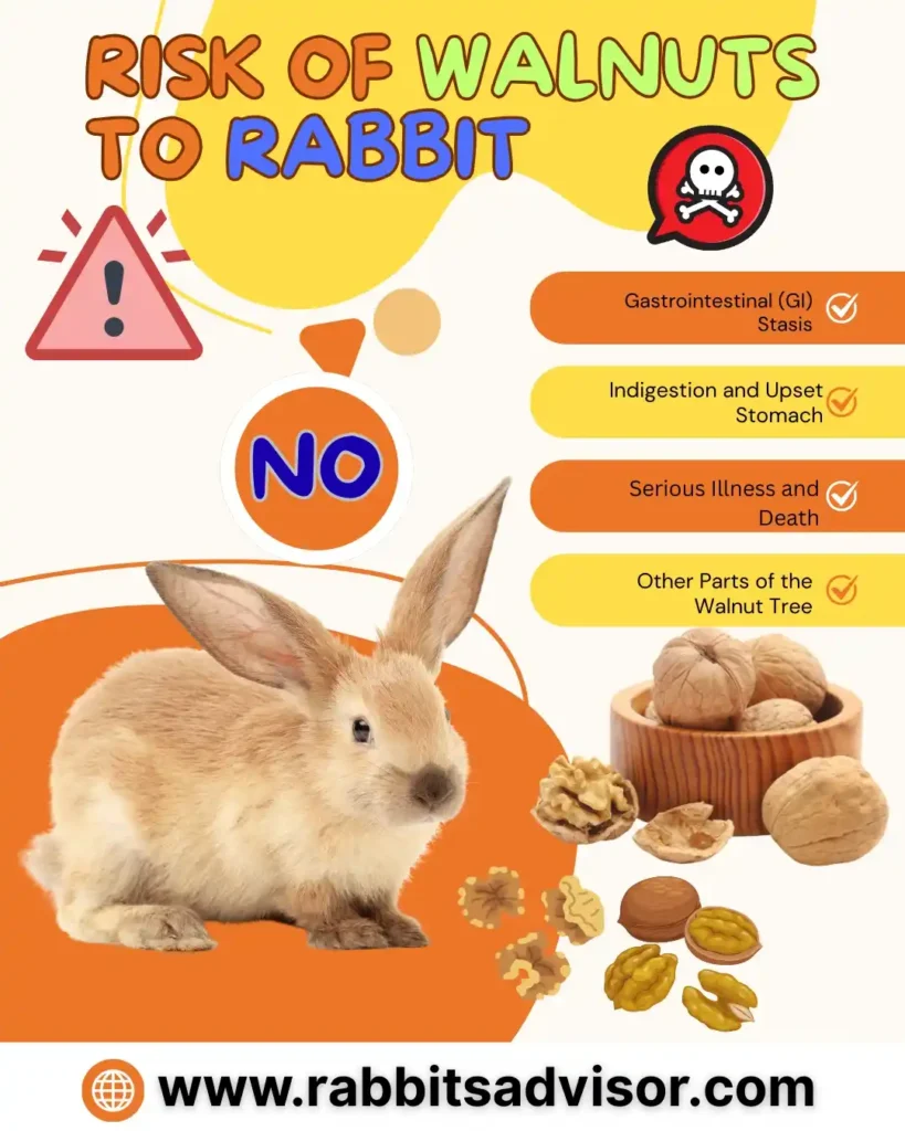 Risk of Feeding Walnuts to Rabbits