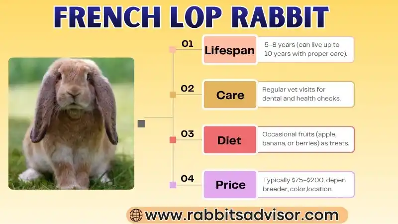 French Lop Rabbit: Lifespan, Size, Color, Characteristics, Price, and Facts French Lop Rabbit: Lifespan, Size, Color, Characteristics, Price, and Facts