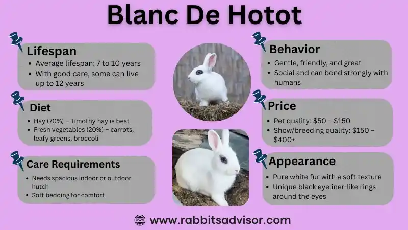 Blanc De Hotot Rabbit: Lifespan, Size, Personality, Diet, Price, & Facts