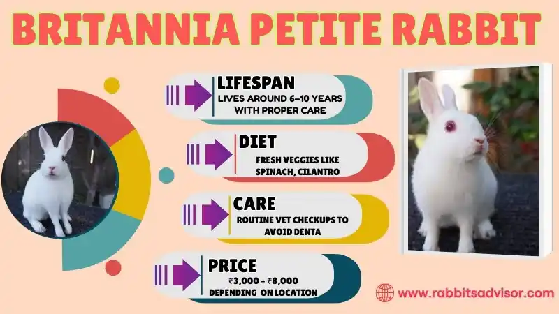 Britannia Petite Rabbit: Lifespan, Colors, Size, Characteristics, & Facts