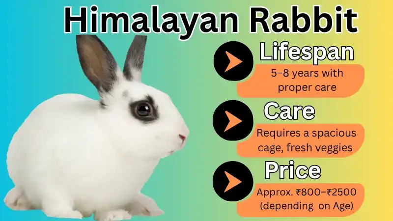 Himalayan Rabbit Breed: Lifespan, Color, Size, Characteristics & Facts