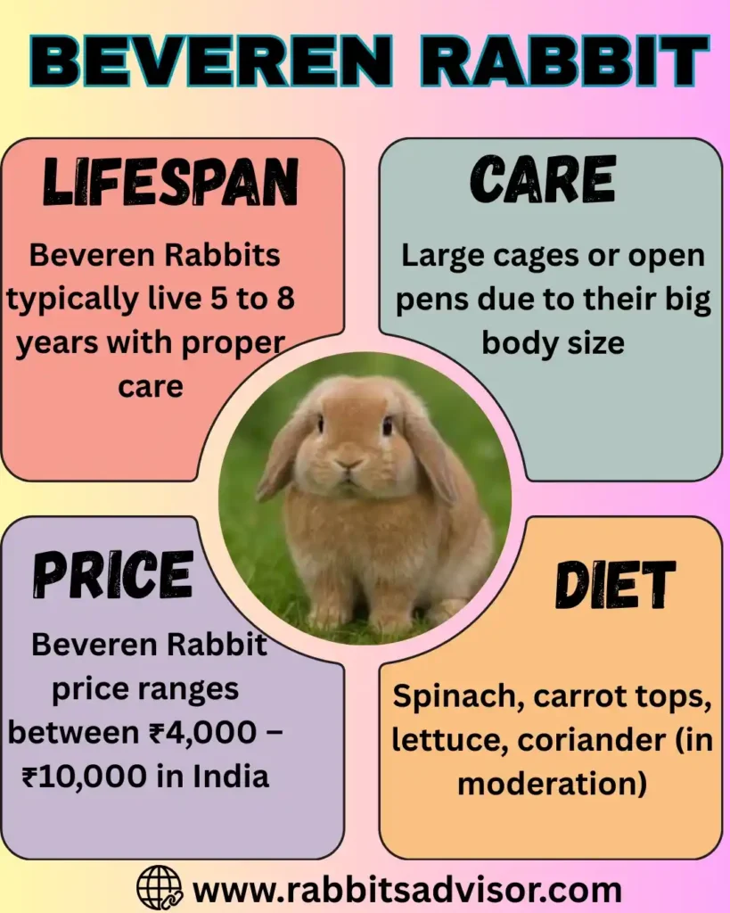 Beveren Rabbit Breed