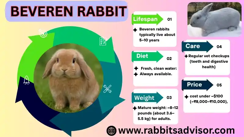 Beveren Rabbit Breed: Lifespan, Color, Diet, Characteristics, & Facts