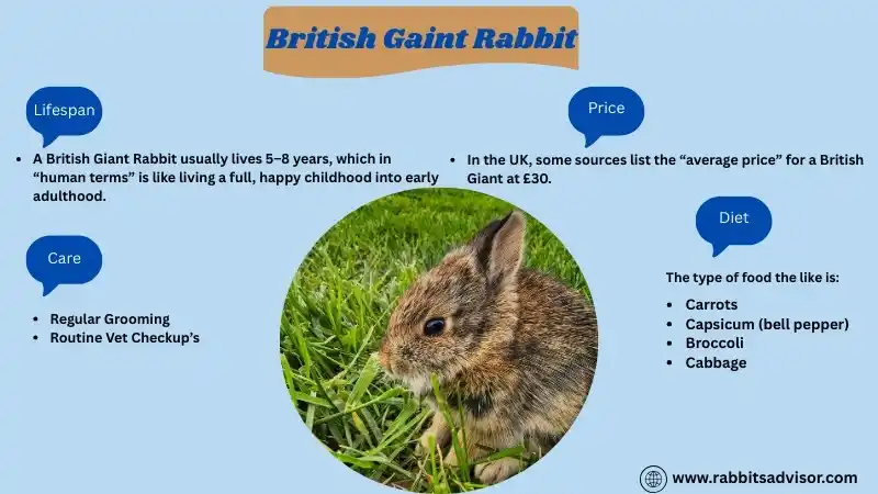 British Giant Rabbit: Lifespan, Size, Care, Diet, and Facts