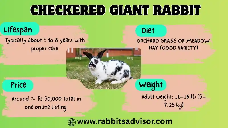 Checkered Giant Rabbit: Breed, Lifespan, Size, Diet, & Facts