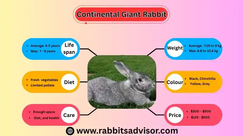 Continental Giant Rabbit: Lifespan, Size, Care, Diet, and Facts