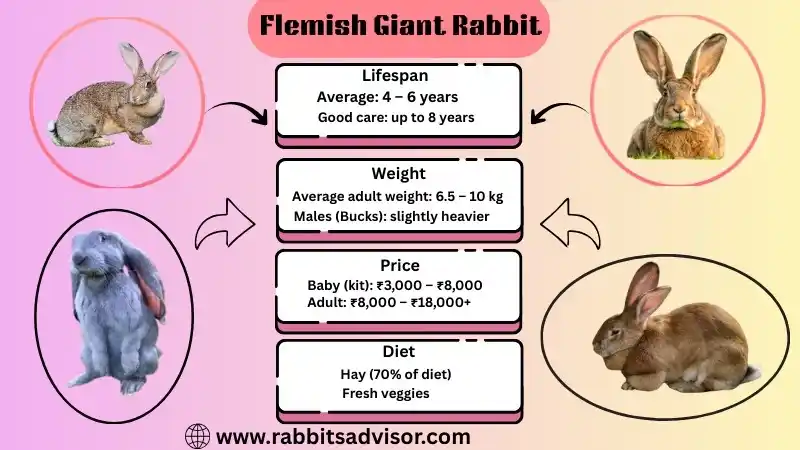Flemish Giant Rabbit: Lifespan, Size, Food, Weight, & Characteristics