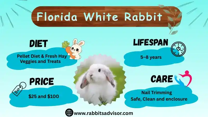 Florida White Rabbit: Lifespan, Size, Diet, Characteristics, Sale, & Facts
