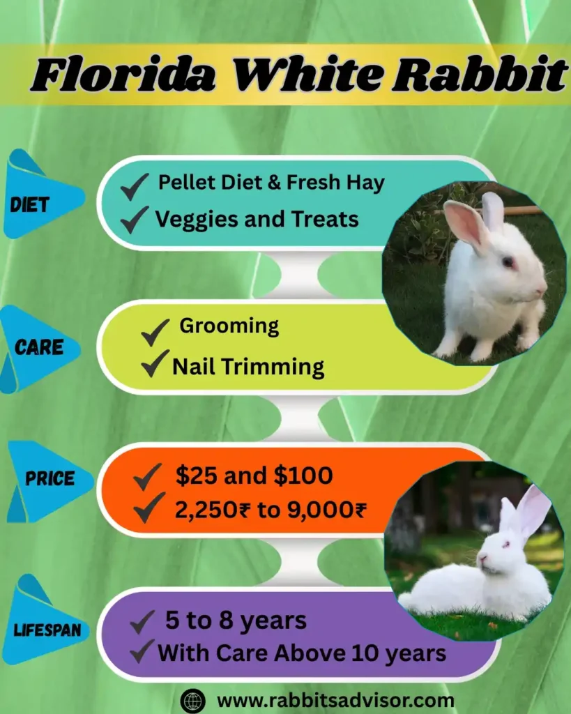Florida Rabbit