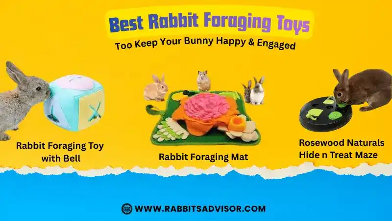 5 Best Rabbit Foraging Toys – Buy Right Now 5 Best Rabbit Foraging Toys – Buy Right Now