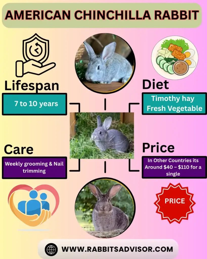 American Chinchilla Rabbit Breeder