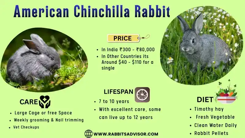 American Chinchilla Rabbit: Lifespan, Diet, Size, Care, and Facts