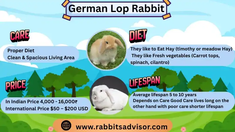 German Lop Rabbit: Lifespan, Size, Diet, Care, and Facts