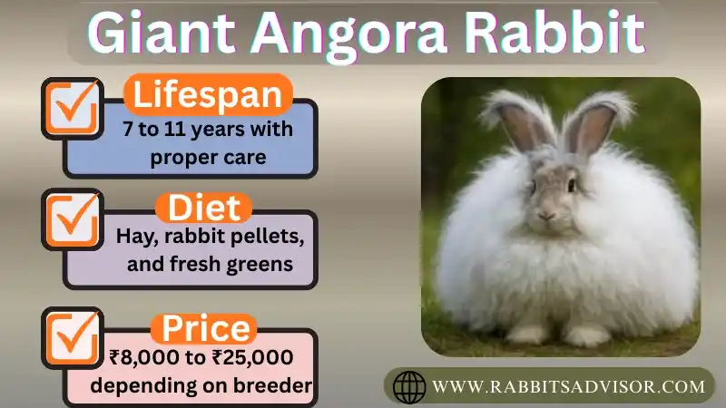 Giant Angora Rabbit
