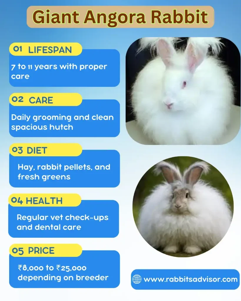 Giant Angora Rabbit Breed