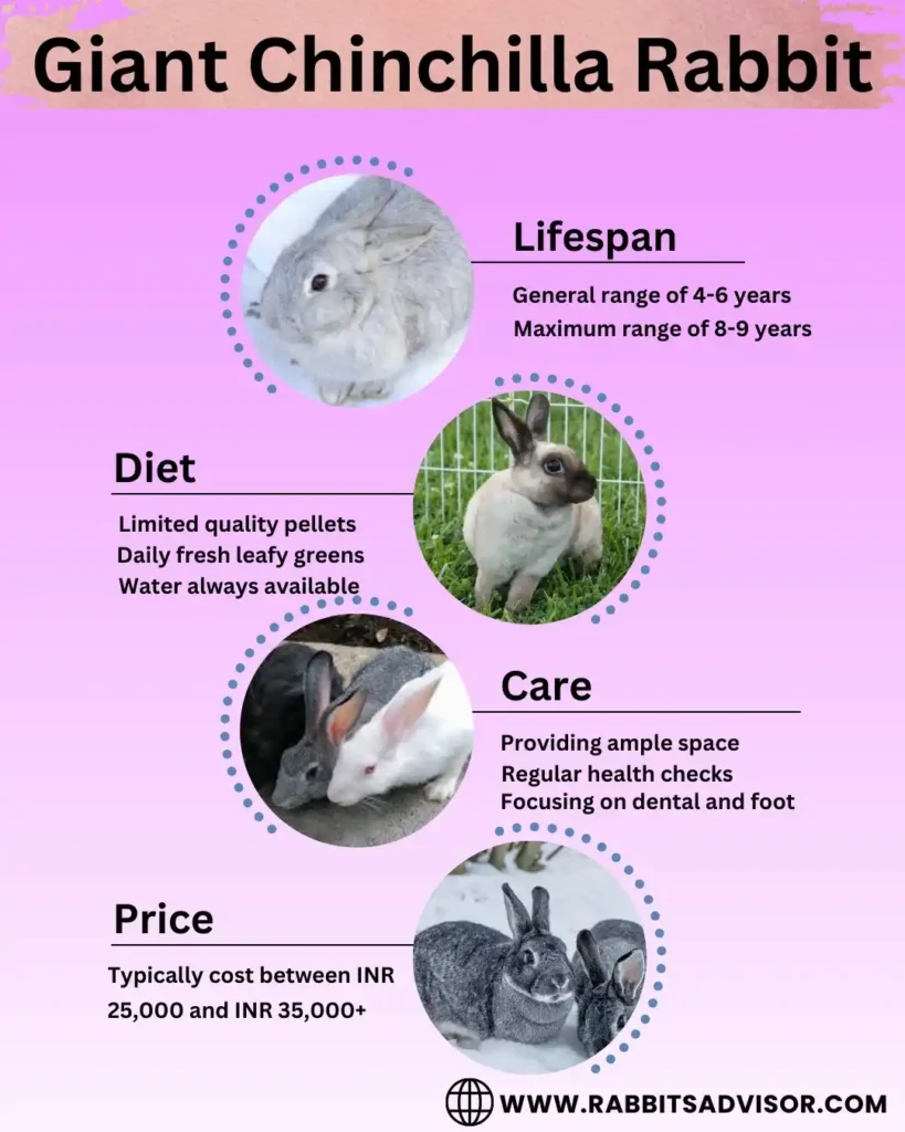 Giant Chinchilla Rabbit Breeder