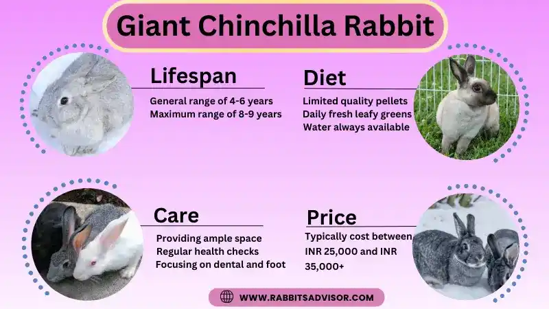 Giant Chinchilla Rabbit: Lifespan, Diet, Care, Size, and Facts