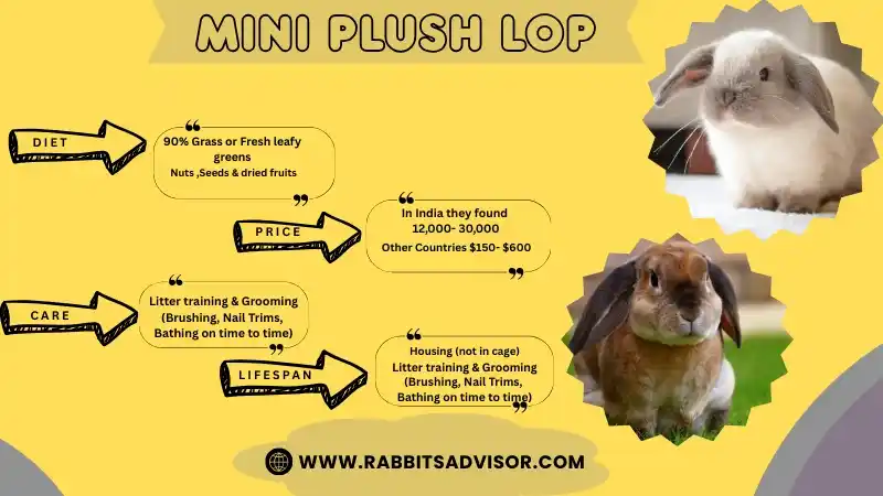 Mini Plush Lop Rabbit: Lifespan, Size, Diet, Sale/Price, & Facts