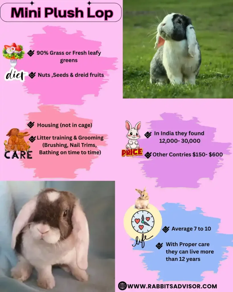 Mini Plush Lop Rabbit 