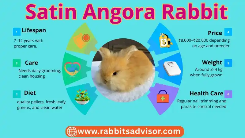 Satin Angora Rabbit: Lifespan, Diet, Size, Color, Price, & Facts Satin Angora Rabbit: Lifespan, Diet, Size, Color, Price, & Facts