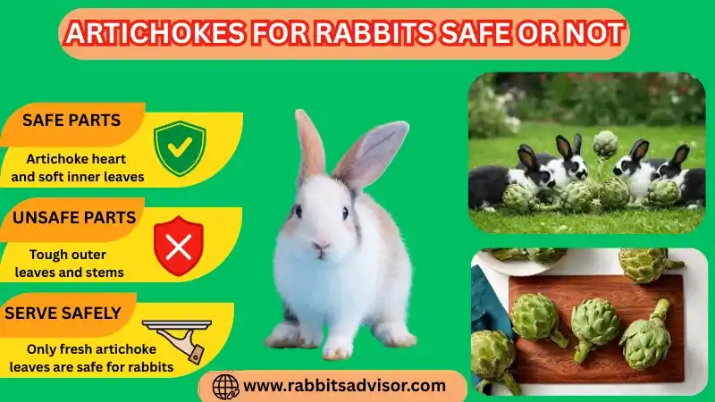 Artichokes for Rabbits Safe or Not